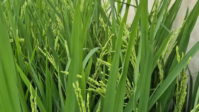 Young Green Rice Panicles Milky Grain Stage Close Up