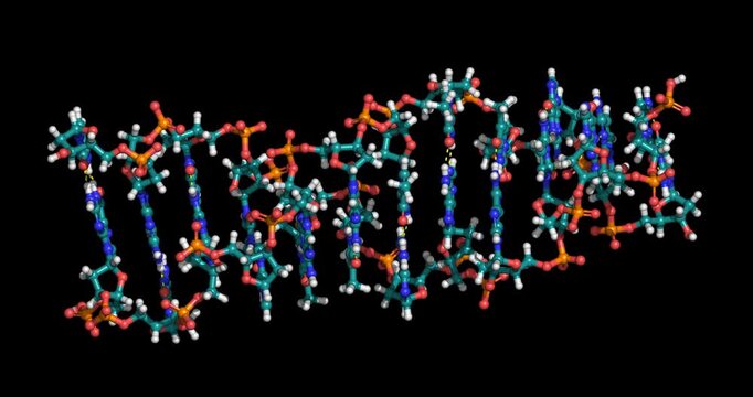 Z-DNA, 3D ball and stick model horizontal 4K spinning