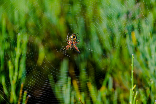 Ara&ntilde;a tejedora de cruz en la Sierra de Guadarrama