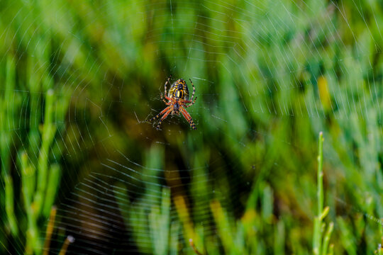Ara&ntilde;a tejedora de cruz en la Sierra de Guadarrama