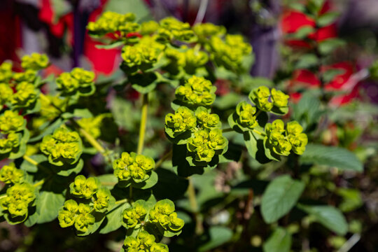 Sun spurge euphorbia helioscopia flower blooming in a wild field. Mediterranean coastal flora plant with yellow green blossoms on a sunny spring day, macro travel background, April, Turkey.