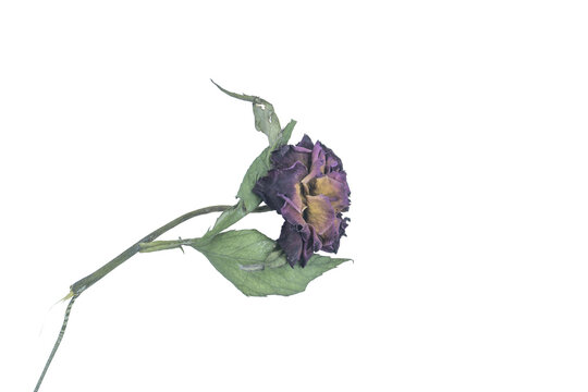 Withered purple rose flower on png background isolated for floral compositions