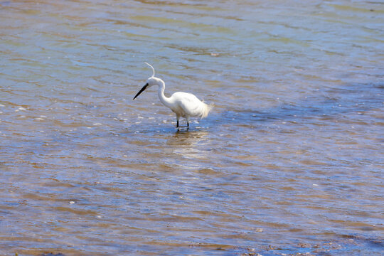 Une aigrette blanche