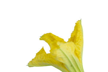 Fototapeta premium Bright yellow flower detail on transparent png background