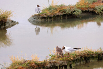 quelques oiseaux en pleine nidification © helenedevun