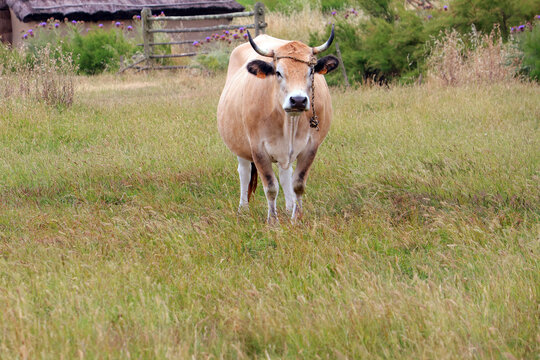 une vache et son colier dans le pr&eacute;