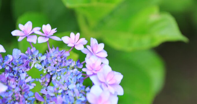 4K Hydrangea Blooming in Soft Natural Light | No Audio