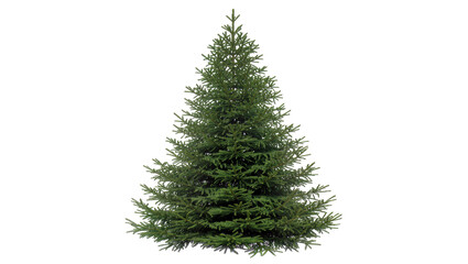 Fototapeta premium Green fir tree with dense branches and sharp needles