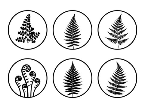 Set of six circular icons featuring detailed black silhouette fern leaves and unfurling fronds arranged in a clean grid pattern on a plain white background for modern botanical graphic design