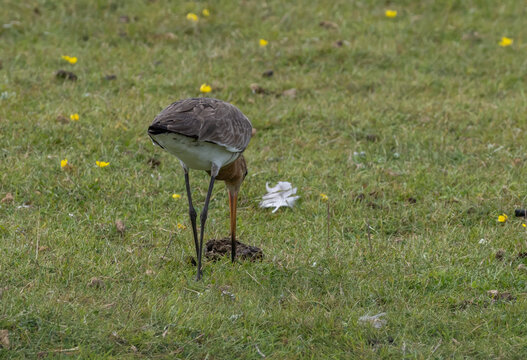 Black-tailed Godwit (Limosa limosa) at a beach meadow at southern Oland island, Sweden.