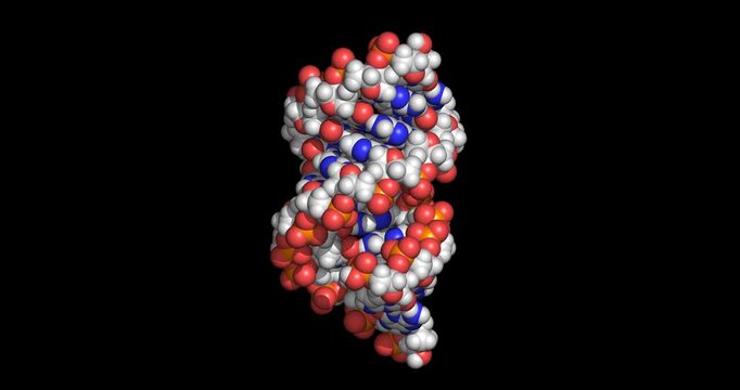 A-DNA, 3D space-filling model verticak 4K spinning