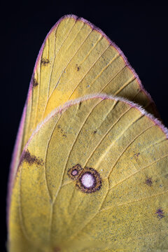 macro of a green and yellow butterfly wing