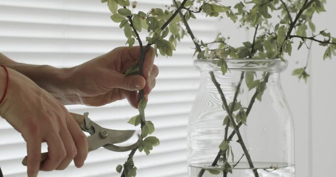 Slow motion of a florist's hands trimming a blooming tree branch with pruning shears before placing it in a glass vase with water, creating a beautiful home floral arrangement