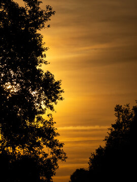 sunset and tree