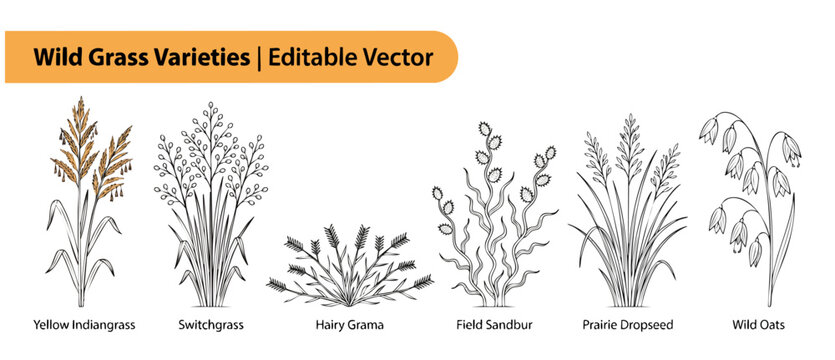 Wild Grass Varieties Vector Set: Botanical Line Art Drawings of Indiangrass, Switchgrass, Field Sandbur, and Prairie Dropseed for Educational Herbarium projects, Gardening and Nature Designs, Isolated