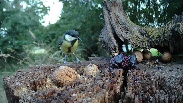 Kohlmeise, Parus major
