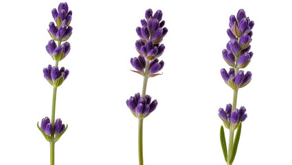Three Lavender Stems with Purple Flowers and Green Leaves © Julia