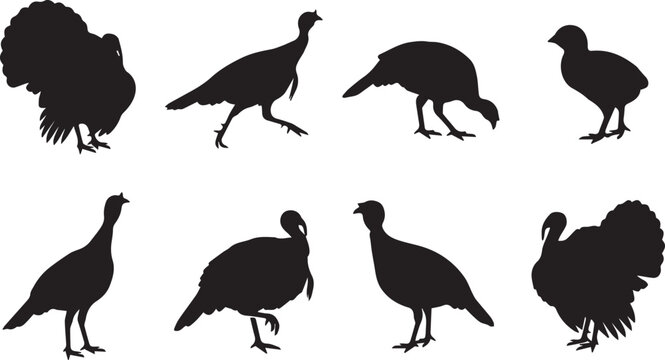 Vector set of black turkey silhouettes in various standing and walking poses on white background
