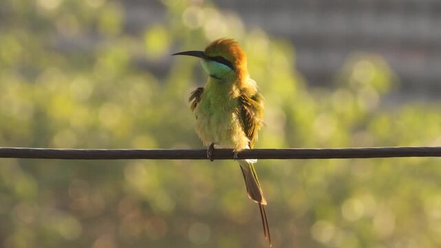 Asian Green Bee-eater Bird Perched on a Wire with Blurred Background. Little Green Bee-eater (Merops orientalis) Perching in Golden Sunlight. Asian Green Bee-eater Bird Sitting on an Electric Cable.