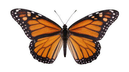 Monarch butterfly with open wings, orange and black pattern © Julia