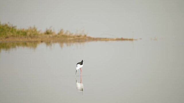 Black-winged Stilt Foraging in Shallow Wetland Waters of Gujarat India