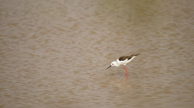 Black-winged Stilt Foraging in Shallow Wetland Waters of Gujarat India