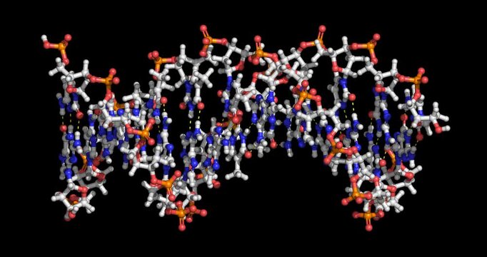 B-DNA (B-form double helix deoxyribonucleic acid), the standard physiological conformation critical for genetic information storage, replication, and transcription, 3D molecular model spinning, 4K