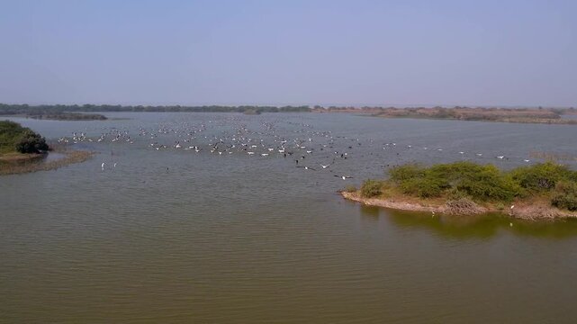Drone Aerial View of Great White Pelicans at Jamnagar Gujarat India