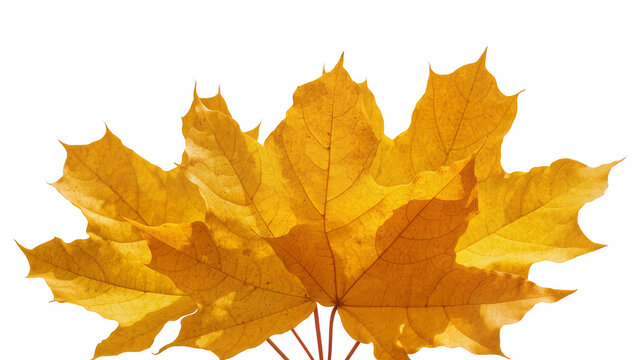 Group of yellow maple leaves with visible veins
