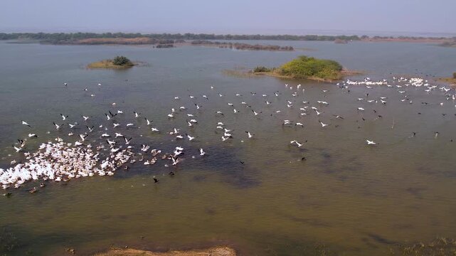 Drone Aerial View of Great White Pelicans at Jamnagar Gujarat India
