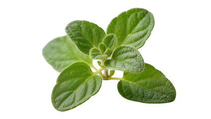 Fresh green oregano herb sprig with visible veins and fuzzy texture © Lisa