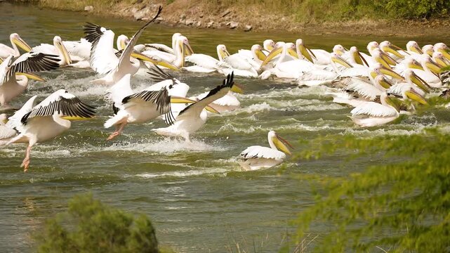 Great White Pelicans Resting Together on Wetland Lake at Jamnagar Gujarat India
