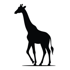 Fototapeta premium Giraffe silhouette walking calmly on plain horizon isolated on white background tall mammal