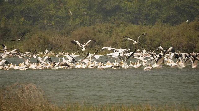 Great White Pelicans Taking Off from Wetland at Jamnagar Gujarat India