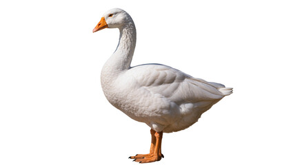 White goose with orange beak and feet standing © Julia