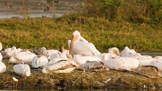Great White Pelicans Resting on Wetland Jamnagar Gujarat India
