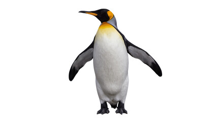 King penguin with yellow and black markings on head © Julia