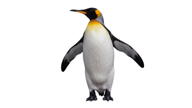King penguin with yellow and black markings on head