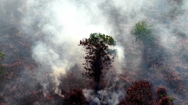 Smoke billows above a lone tree standing defiant