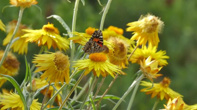 Butterfly drinking from a yellow flower