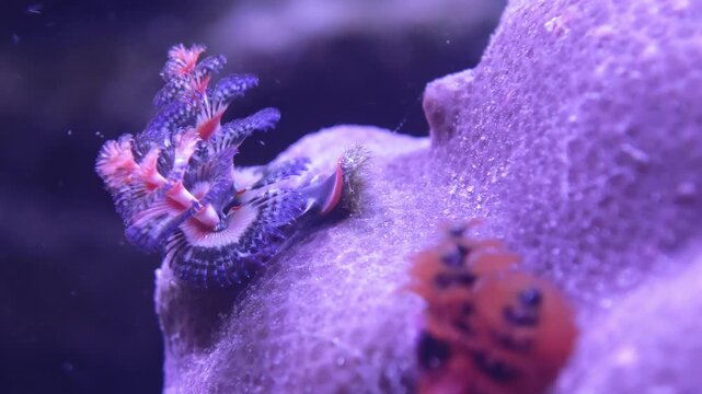 Side profile of spindly sea spider with extended legs, narrow depth of field inside a marine aquarium, showing characteristic body shape and patterning in clear detail. Useful reef fish, tropical a...