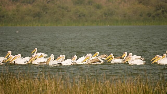 Great White Pelicans Resting Together on Wetland Lake at Jamnagar Gujarat India