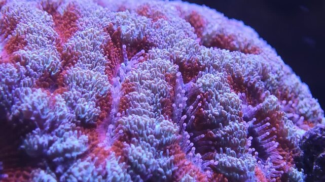 Macro view of Lobophyllia brain coral, fleshy polyps inside a reef tank, the surrounding water tinted deep blue. Strong fit for underwater coral, marine biology, or reef aquarium stock footage for...