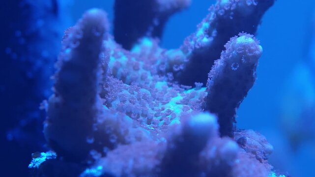 Close-up of branching stony coral colony captured in reef aquarium, showcasing intricate detail under actinic lighting. Excellent marine aquarium, coral macro, or tropical underwater stock footage...