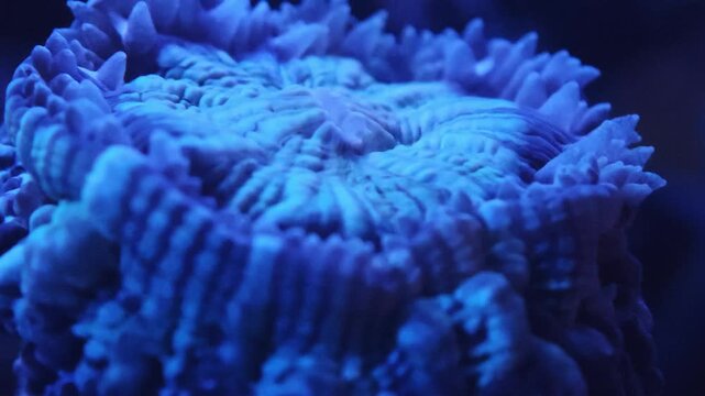Close-up of Acanthastrea coral colony, fleshy polyps captured in reef aquarium, showcasing intricate detail under actinic lighting. Excellent marine aquarium, coral macro, or tropical underwater st...