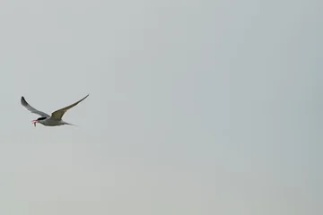 Seabird flying with fish in pale sky © F.C.G.