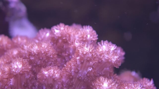 Tight close-up of pink soft coral polyps extended, the colony suspended in calm reef aquarium water. Compelling reef aquarium, coral colony, or marine life stock footage for hobbyist, educational...
