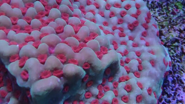 Tight close-up of Favites brain coral with pinkish-white rounded polyps, the colony suspended in calm reef aquarium water. Useful reef aquarium, tropical underwater, or marine invertebrate stock fo...