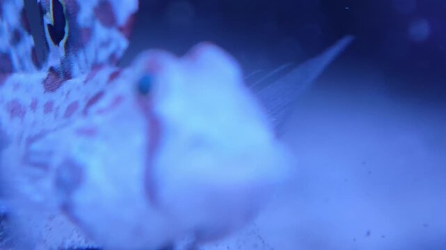 Medium shot of scooter blenny fish resting on aquarium substrate hovering in reef aquarium water, fins and markings clearly visible. Strong marine life, aquarium creature, or saltwater fish stock f...
