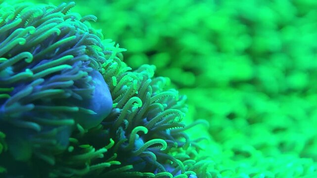 Tight close-up of green star polyp coral colony extended, the colony suspended in calm reef aquarium water. Compelling reef aquarium, coral colony, or marine life stock footage for hobbyist, educat...